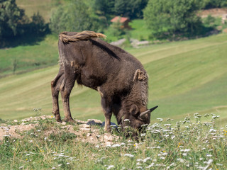 Petit bison d'Europe (Bison bonasus) en semi-liberté en Forêt-Noire en Allemagne