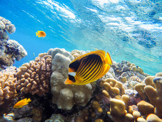 colorful coral reef and bright fish