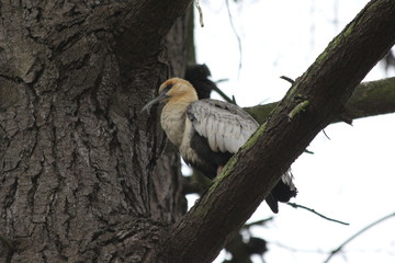 Fotos de aves varias naturaleza 
