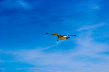 seagull flying in the blue sky