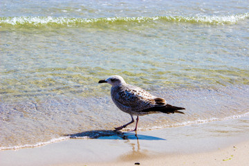 bird on the beach