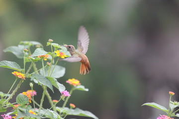 Fotos de aves varias naturaleza  © Miguel