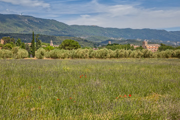 Lavender field near Cucuron. Lavender field just before flowering, Cucuron, Provence, Luberon, Vaucluse, France