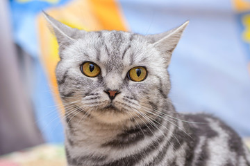Obraz premium Portrait of a beautiful gray striped cat close up