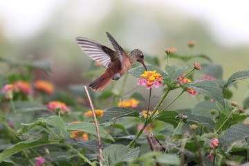 Fotos de aves varias naturaleza  © Miguel