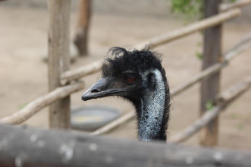 Fotos de aves varias naturaleza 