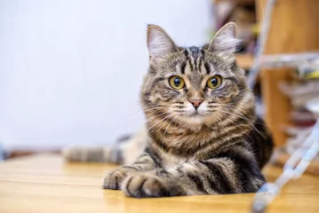 Deurstickers Portrait of a beautiful gray striped cat close up © Elvira
