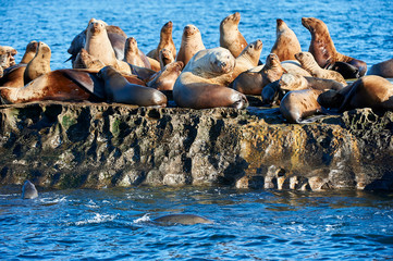 Steller Sea Lion (Eumetopias jubatus) also known as the Northern Sea Lion and Steller's Sea Lion on rocks near Valdes Isand, British Columbia, Canada