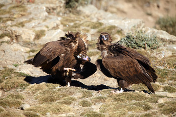 The cinereous vulture (Aegypius monachus) also known as the black vulture, monk or Eurasian black vulture sitting on the feeding place. Pair of the vultures on the edge of the rock.