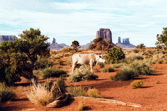 Cow in Monument Valley, California, USA