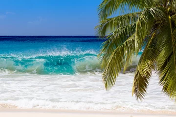 Cercles muraux Plage de Seven Mile, Grand Cayman Palm tree in carebbean coast