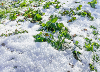 Strawberry under snow