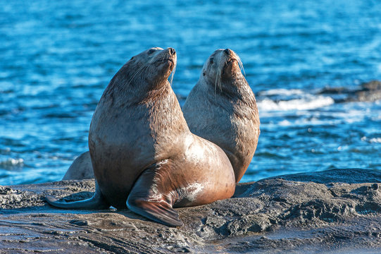 Steller Sea Lion (Eumetopias jubatus) also known as the Northern Sea Lion and Steller's Sea Lion on rocks near Valdes Isand, British Columbia, Canada