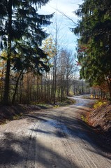 Forstweg schlängelt sich durch den Wald bei Nässe mit Fahrspuren