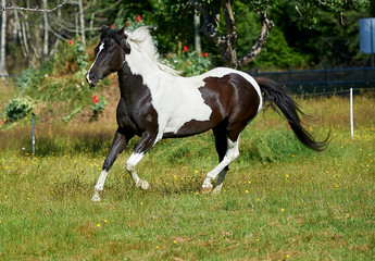 Piebald horse galloping across field