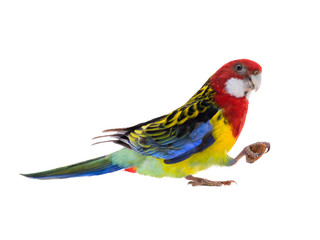 parrot Rosella parrot with almond isolated