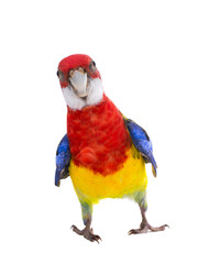 parrot Rosella parrot isolated