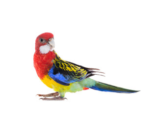 Fototapeta na wymiar parrot Rosella parrot isolated
