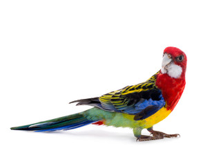 parrot Rosella parrot isolated