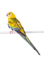 parrot (haematonotus psephotus) isolated