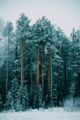 Natural background, scenery: trees in frost on the coldest winter day.