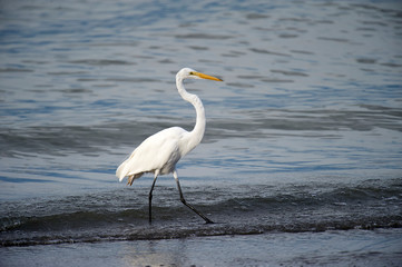 Great Egret (Ardea alba) hunting along lakeshore, Lake Chapala, Ajijic, Jalisco, Mexico. Photo: Peter Llewellyn