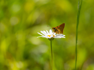 Large Skipper butterfly (Ochlodes venata) resting