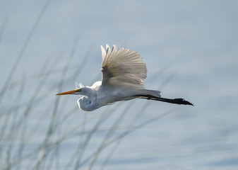 Snowy Egret (Egretta thula)flying along edge of Lake Chapala, Ajijic, Jalisco, Mexico