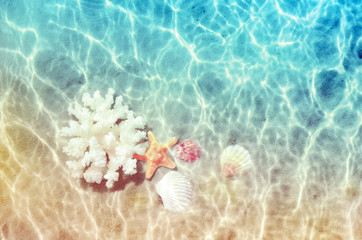 Seashells and sea coral on the summer beach in sea water. Summer background. Summer time.