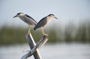 Two Black-crowned night heron (Nycticorax nycticorax) perched on a post in Lake Chapala - Ajijic, Jalisco, Mexico