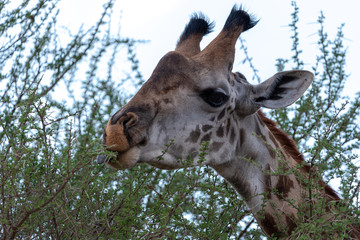 Close up portrait of cute giraffe in Serengeti national park, Tanzania	