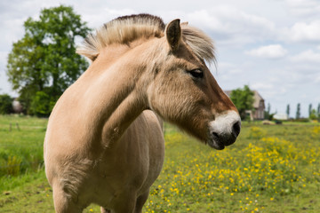 Fjord horses in the meadow © Bert