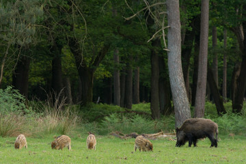 Mother pig with her baby's eating grass