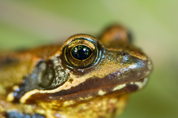 The eye of a frog