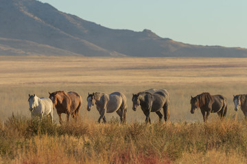 Herd of Wild Horses Running Across the Utah Desert