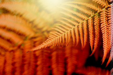 Fern leaf in tropical forest plants. Nature red background.