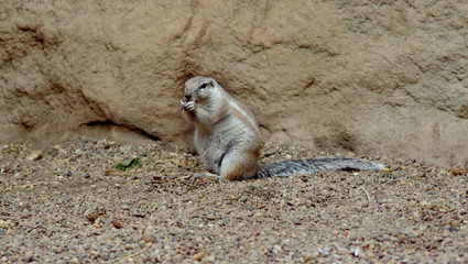 Fototapeta premium The small, adorable squirrel in the desert