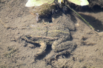 Adult Marsh frog or Pelophylax ridibundus in mud