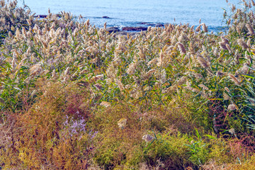 Камышовый берег