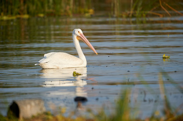 American white Pelican (Pelicanus erythrorhynchos) swimming in Lake Chapala - Ajijic, Jalisco, Mexico