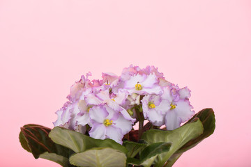 Delicate pink flowers of Saintpaulia are isolated on a background