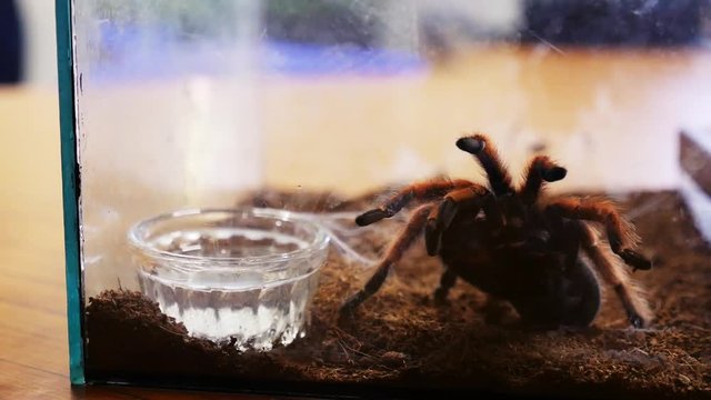Close up view of exotic, dangerous tarantula in a terrarium. Exotic spider, risky situation.Hobby, danger, phobia. Being scared, fighting fear.