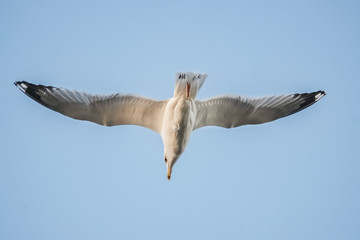 Möwe im Flug