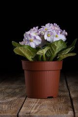 Saintpaulia flowers, in a flower pot on a wooden table