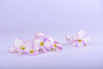 Gentle pink and purple flowers of Saintpaulia isolated