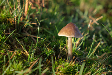 Sulphur Tuft Fungus (Hypholoma Fasciculare) in the Ashdown Forest