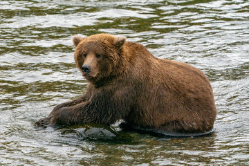 Brown Bear eating salmon on a rock in Alaska