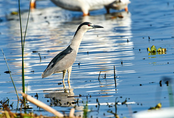 Black-crowned night heron (Nycticorax nycticorax) on Lake Chapala, Jalisco, Mexico
