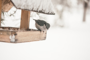 Obraz na płótnie Canvas Bird feeder in winter park