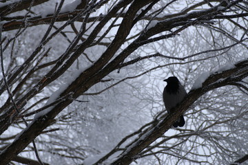 raven on a snow branch in winter